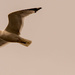 Seagull Fly Over!