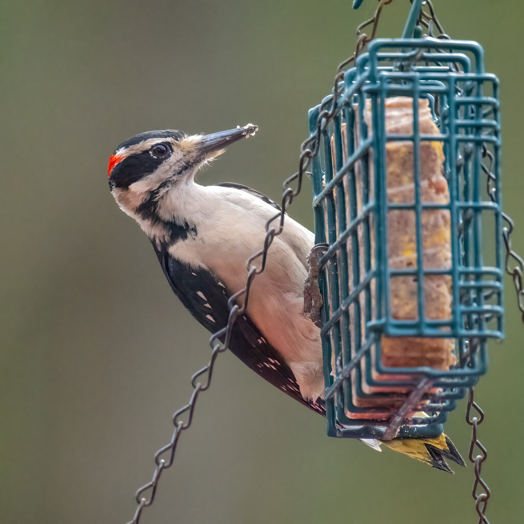 Male Hairy Woodpecker by nicoleweg
