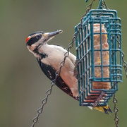 30th Jan 2023 - Male Hairy Woodpecker