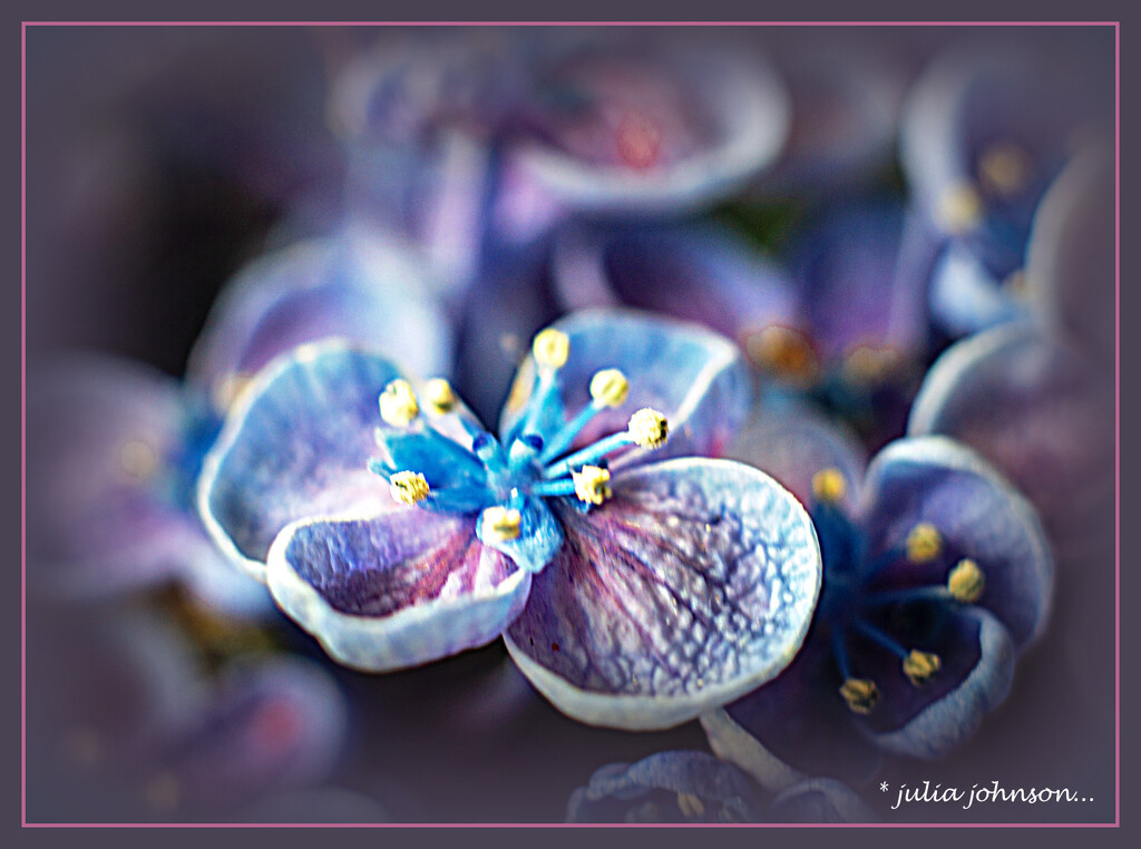 Hydrangea Floret.. by julzmaioro