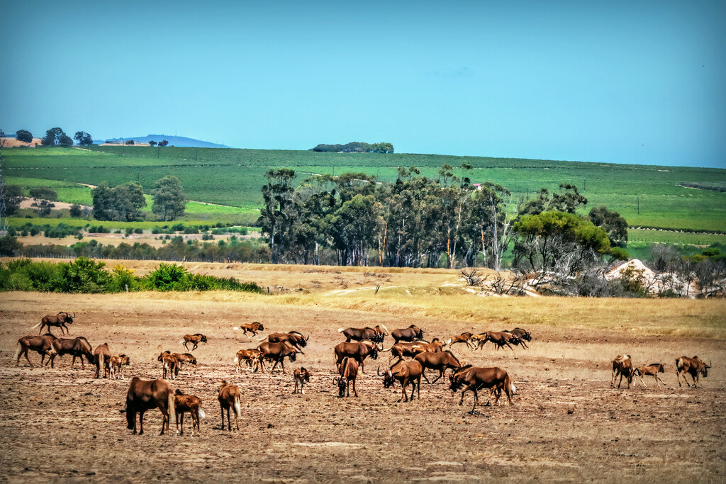 A herd of Gnu by ludwigsdiana