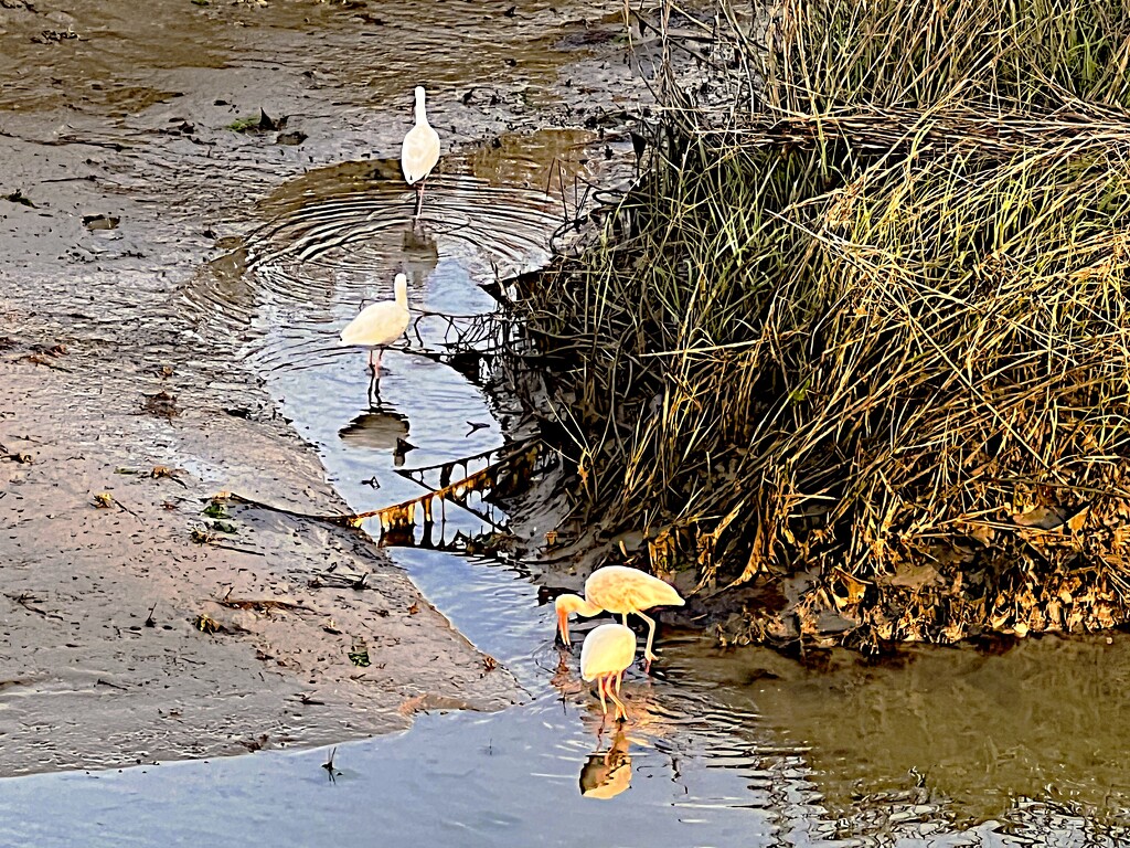 Ibises wading and feeding on a small creek at low tide by congaree