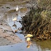 Ibises wading and feeding on a small creek at low tide