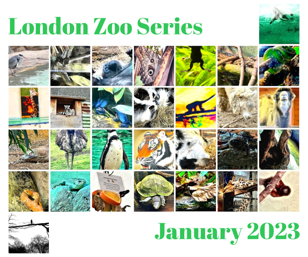 London Zoo Calendar  by rensala