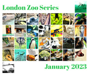 31st Jan 2023 - London Zoo Calendar 