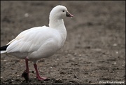 31st Jan 2023 - Little white duck