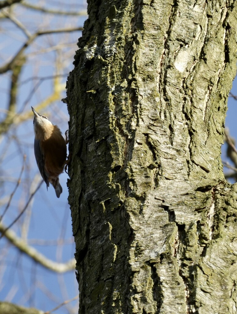 Nuthatch by orchid99