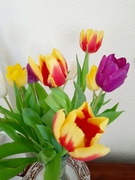 31st Jan 2023 - Tulips