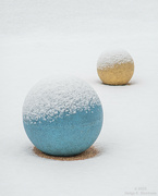 31st Jan 2023 - Snow balls? :-)