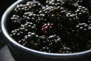 26th Jan 2023 - blackberries