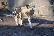 19th Jan 2023 - African Painted Dog