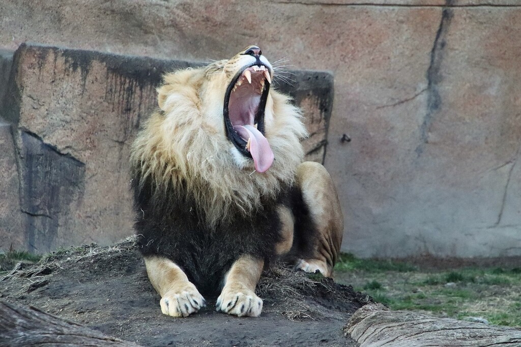 Big Yawn by randy23