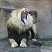 Big Yawn by randy23