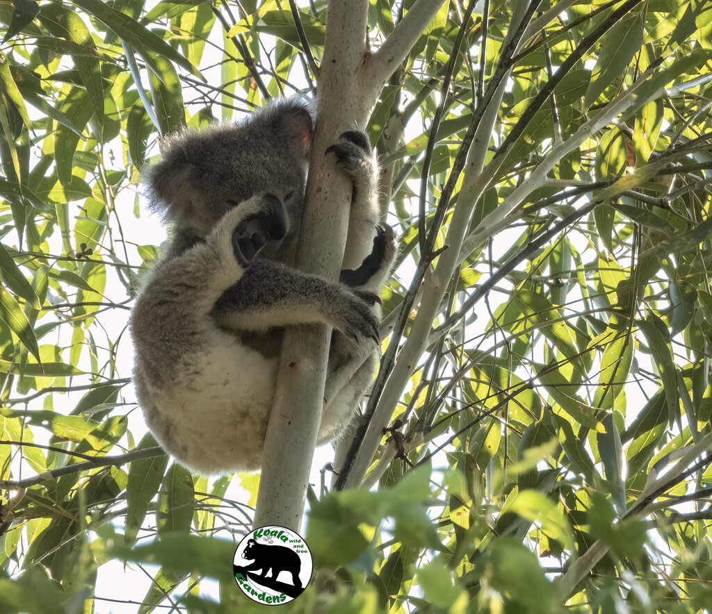 rubbery joints by koalagardens