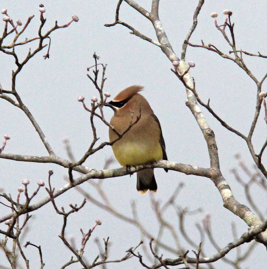 Jan 18 Cedar Waxwing Looking Right IMG_0359A by georgegailmcdowellcom