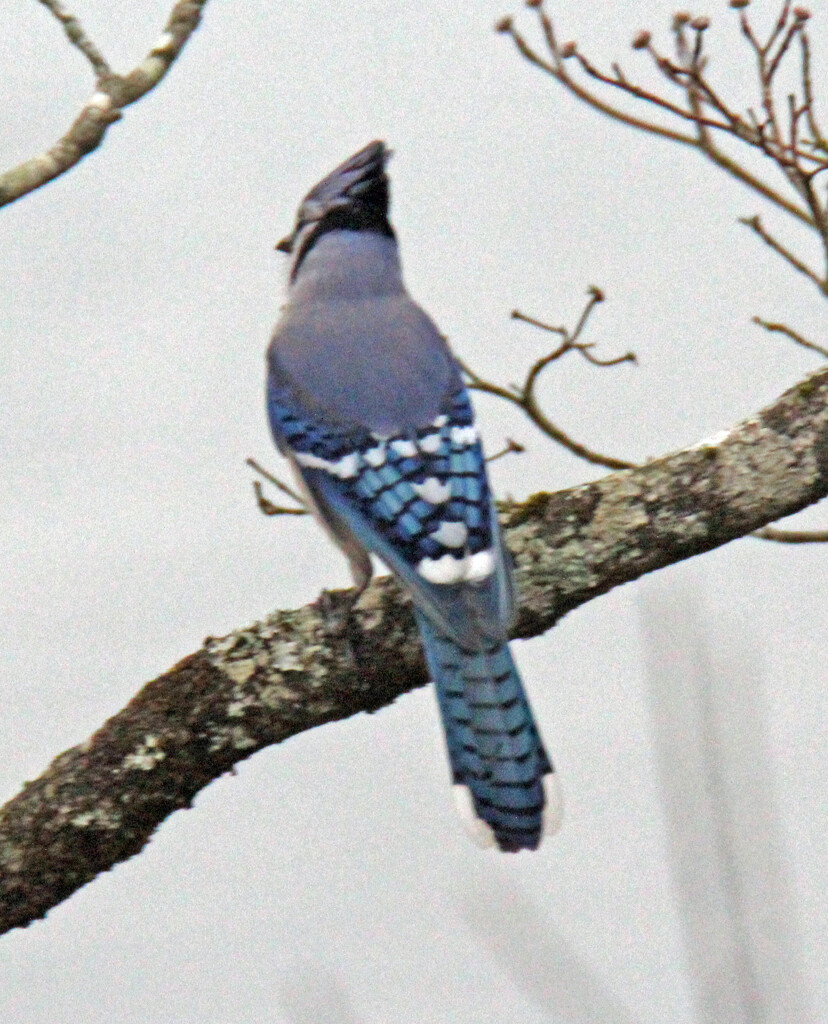 Jan 19 Blue Jay IMG_0371 by georgegailmcdowellcom