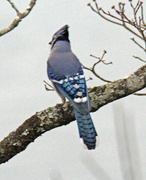 19th Jan 2023 - Jan 19 Blue Jay IMG_0371