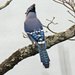 Jan 19 Blue Jay IMG_0371 by georgegailmcdowellcom