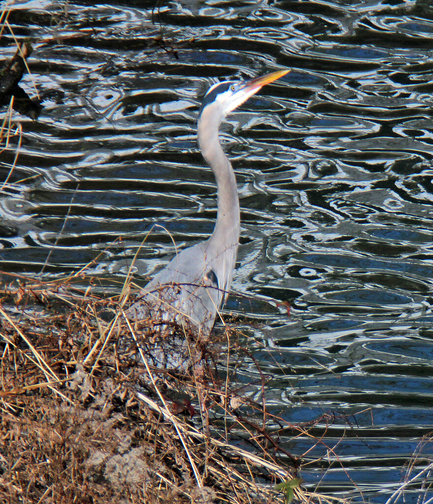 Jan 20 Blue Heron IMG_0422A by georgegailmcdowellcom