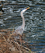 20th Jan 2023 - Jan 20 Blue Heron IMG_0422A