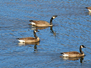 24th Jan 2023 - Canadians IMG_0455A