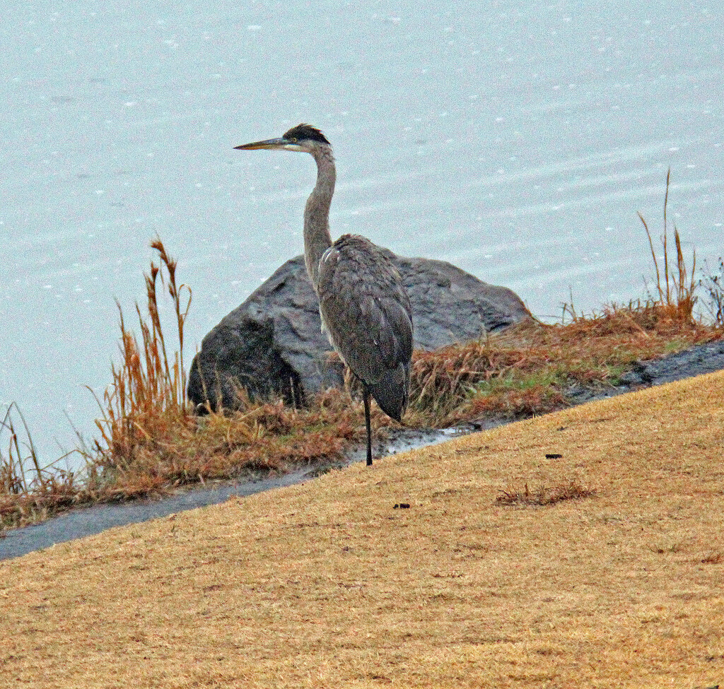 Jan 25 Blue Heron In Rain IMG_0485A by georgegailmcdowellcom