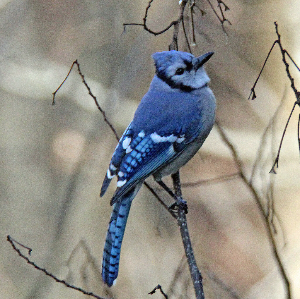 Jan 26 Blue Jay IMG_0491A by georgegailmcdowellcom