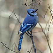 26th Jan 2023 - Jan 26 Blue Jay IMG_0491A