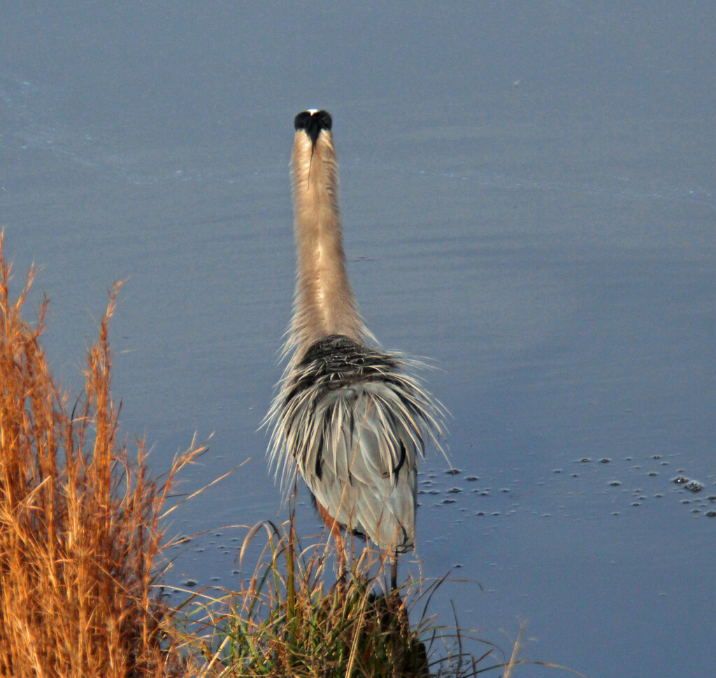 Jan 28 Blue Heron From Behind IMG_0522A by georgegailmcdowellcom