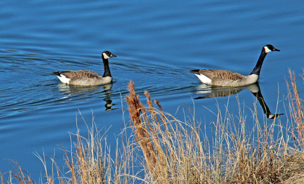 Jan 30 Canadians IMG_0550 by georgegailmcdowellcom