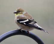 31st Jan 2023 - American Goldfinch