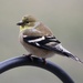 American Goldfinch by essiesue
