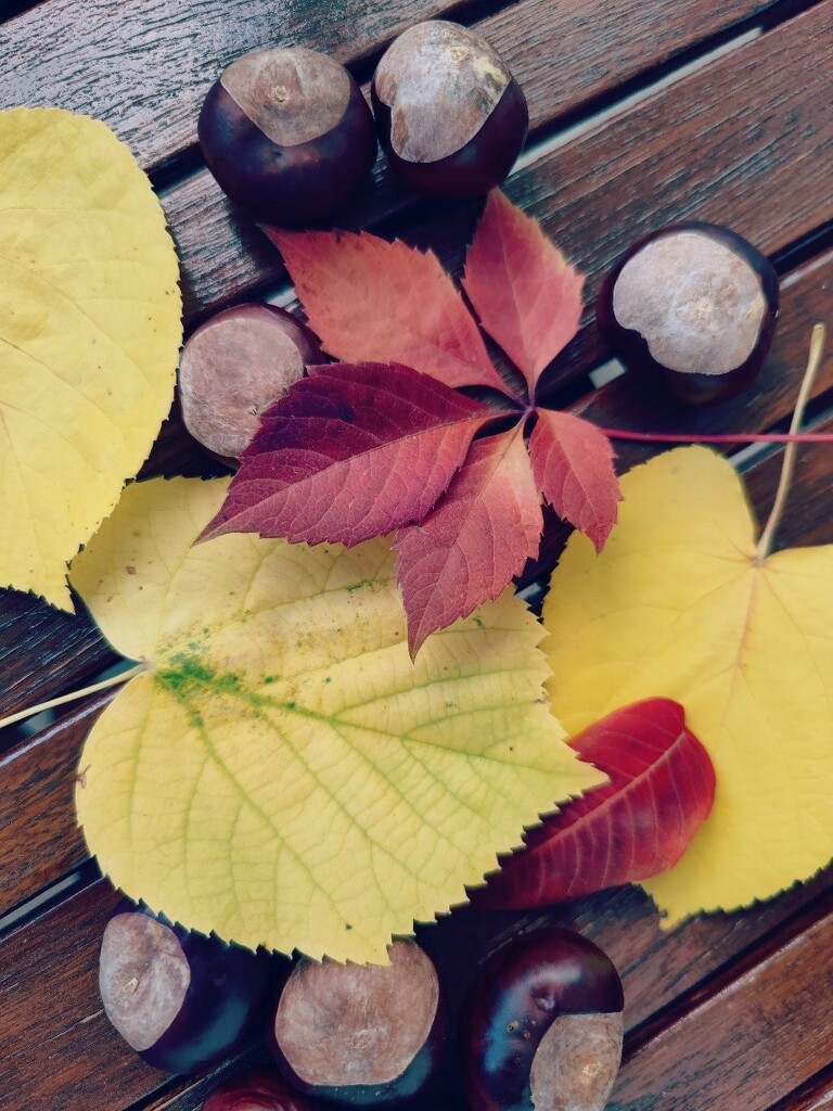 The colours of autumn  by velina