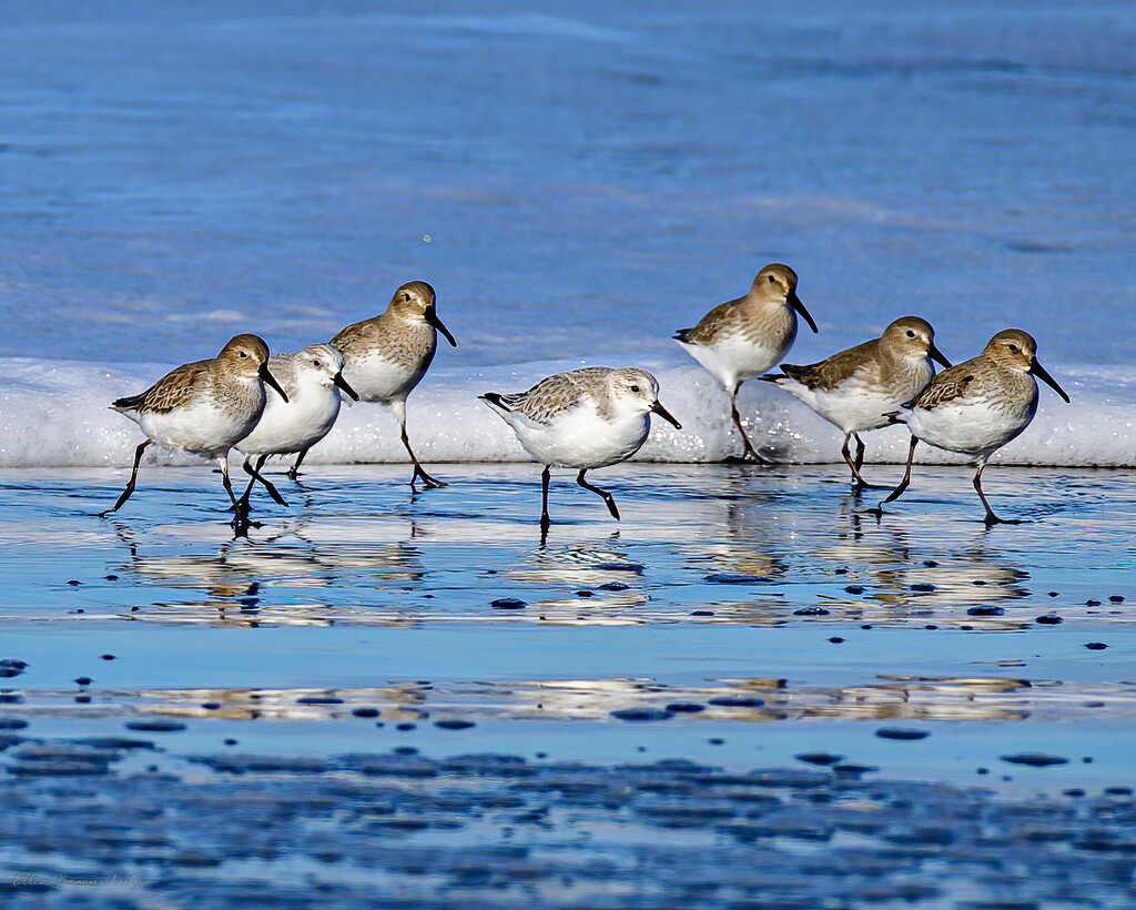 Sand Pipers by theredcamera