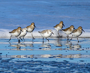 31st Jan 2023 - Sand Pipers