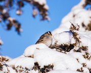 22nd Jan 2023 - crown sparrow