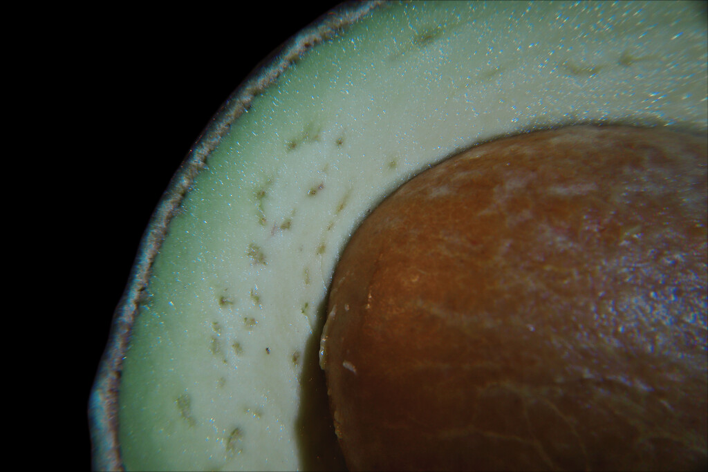 Day 31: Avocado 🥑  by sheilalorson