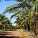 031 - Date Palm Farm