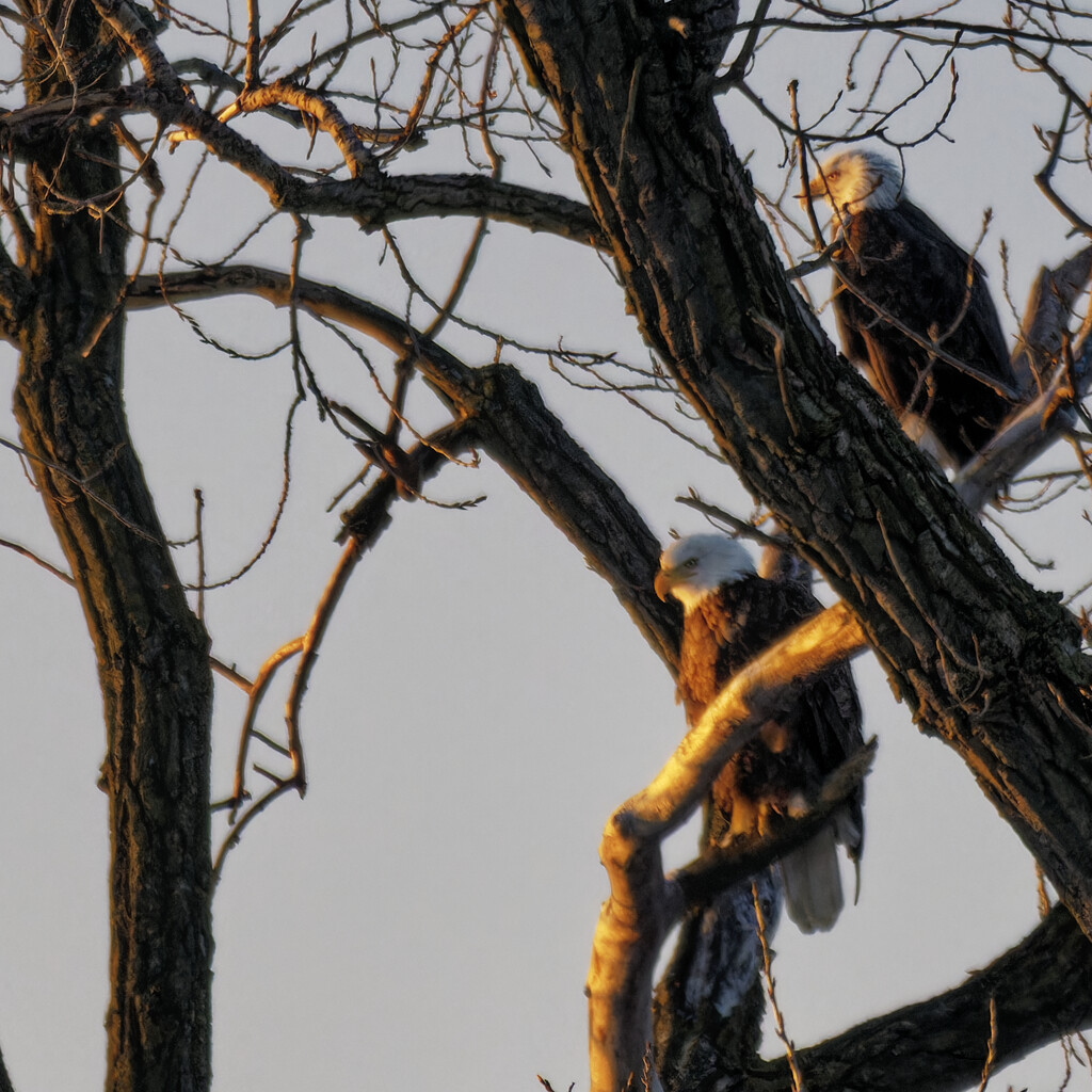 bald eagles  by rminer