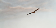 31st Jan 2023 - Bald eagle in flight 