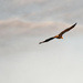 Bald eagle in flight 