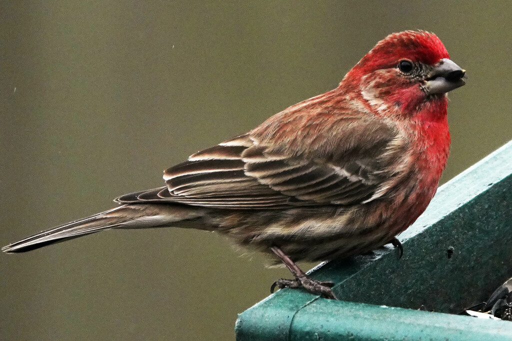 Purple Finch Waiting his Turn by milaniet