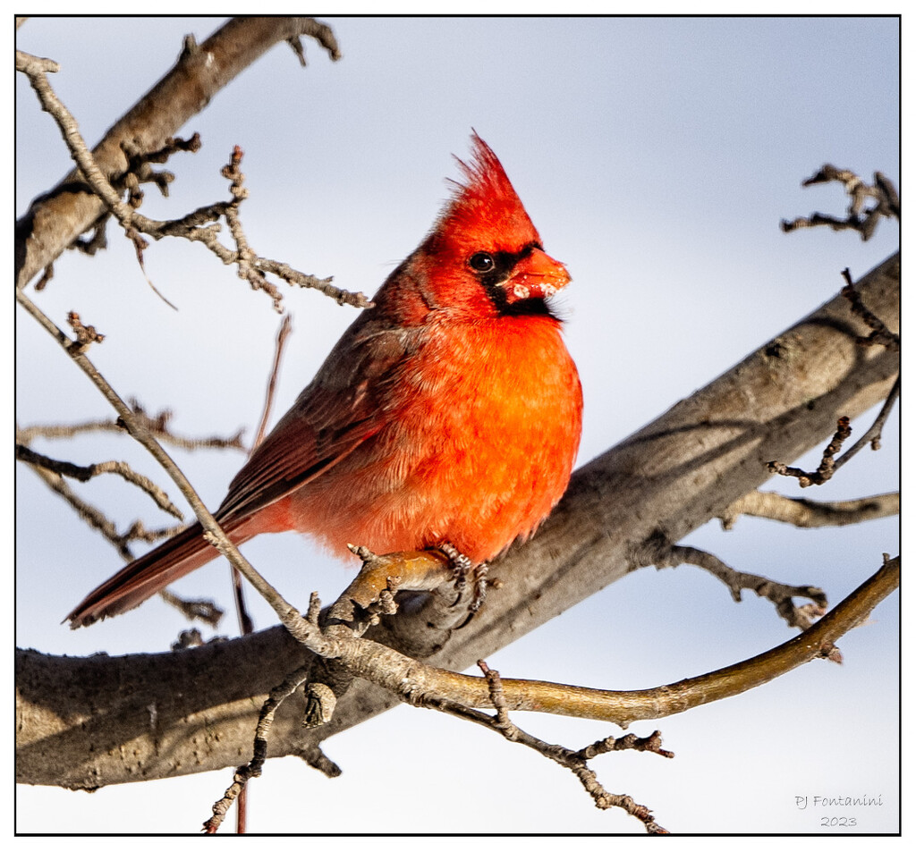 Smiling Cardinal by bluemoon