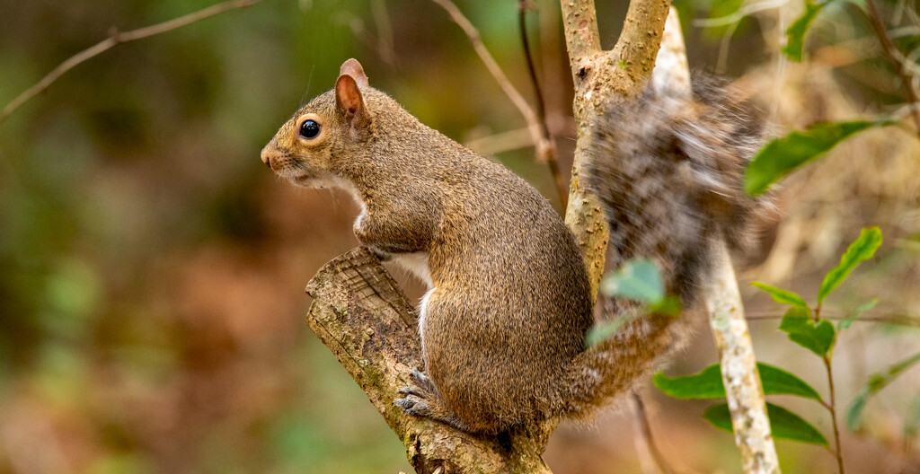 Squirrel Flicking it's Tail! by rickster549