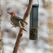 Red Bellied Woodpecker Jump by mistyhammond