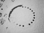 1st Feb 2023 - Circles in the snow