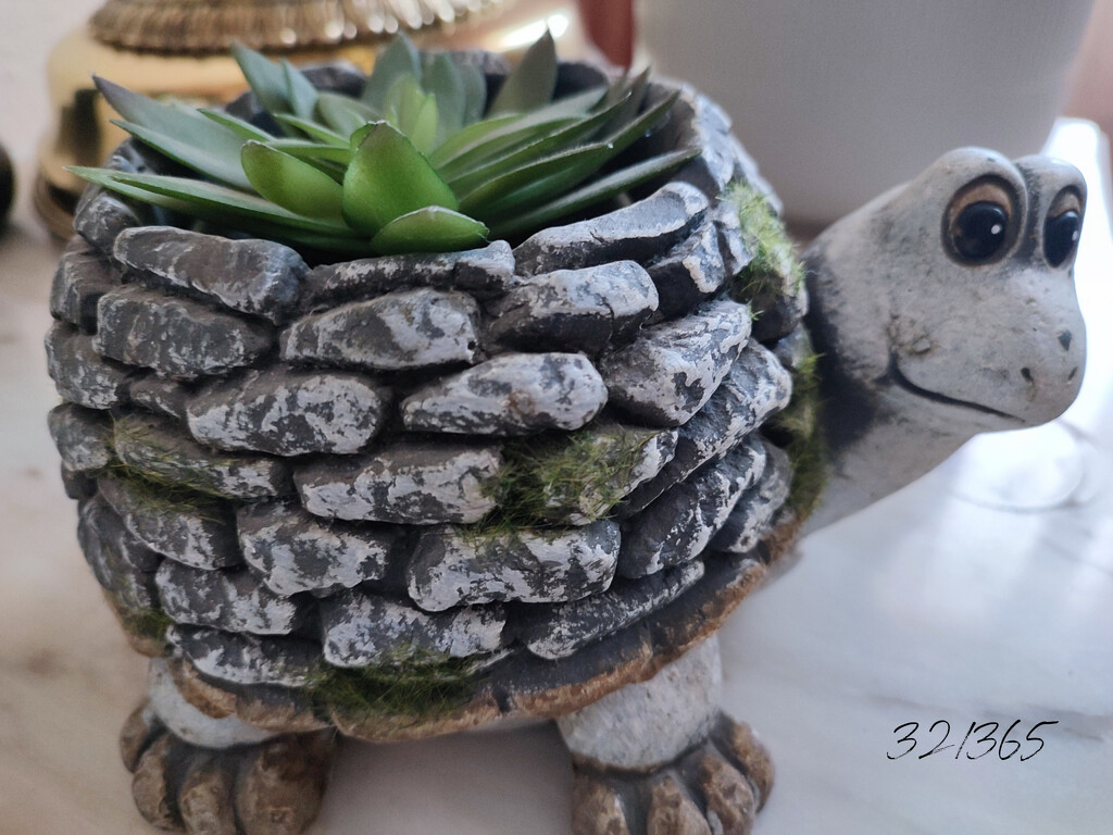 Turtle by franbalsera