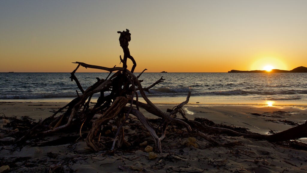 Driftwood At Sunset P2015663 by merrelyn