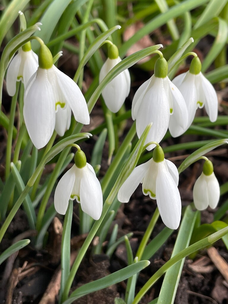 Snowdrops by 365projectmaxine