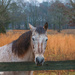 Old Horse by happman